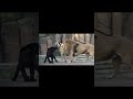 Power #power #new #shorts #lion #panther