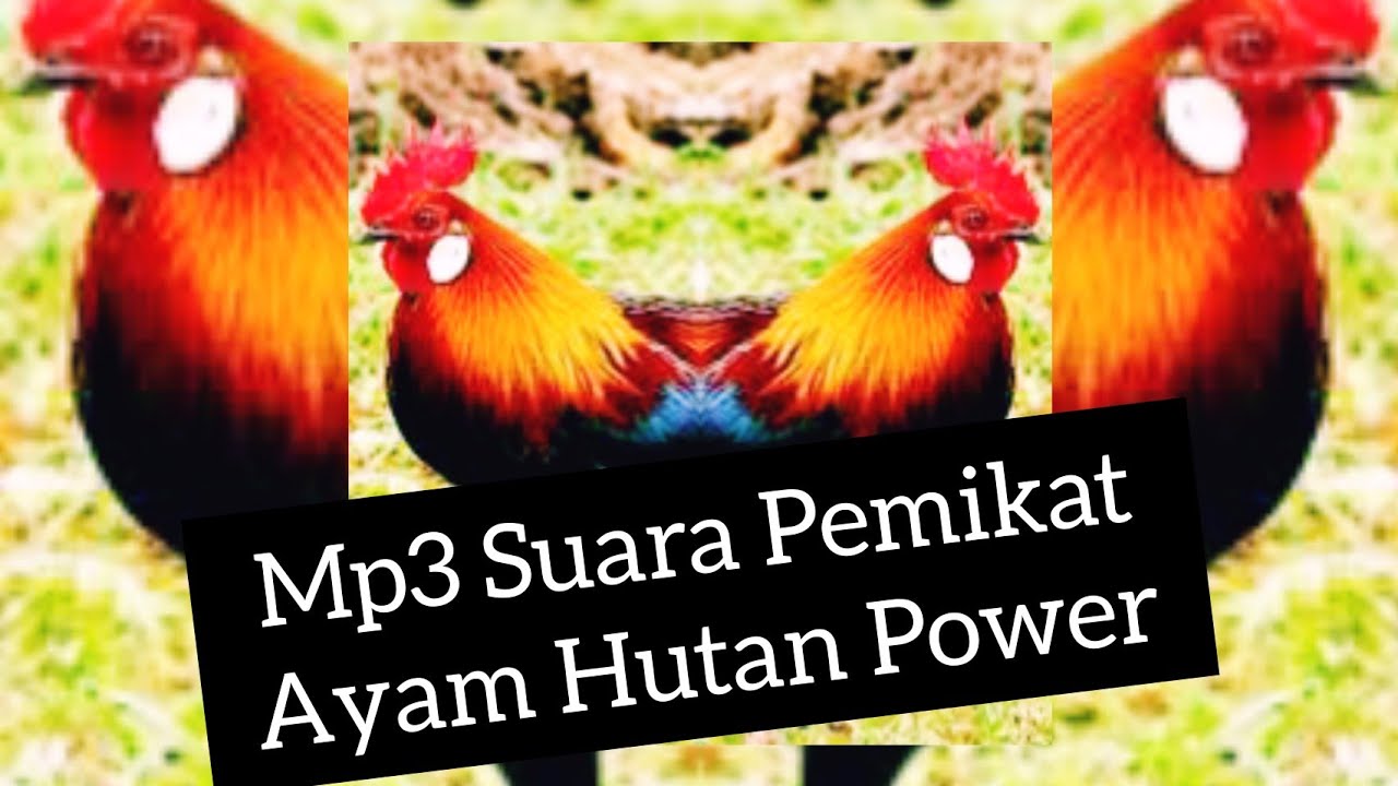  Mp3  SUARA  PEMIKAT AYAM HUTAN  YouTube