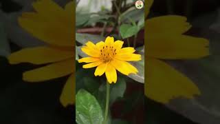 Maha Bodhi Society In Bangaluru #buddhastory #buddhawisdom 🙏🙏🙏🙏🙏#buddhapurnima