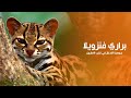 براري فنزويلا سهول يانوس جوهرة الادغال ذات الأوراق العريضة الرطبة في قلب الأمازون كويست عربية براري فنزويلا سهول يانوس جوهرة الادغال ذات الأوراق العريضة الرطبة في قلب الأمازون كويست عربية