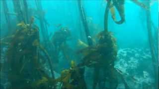Gopro Scuba - Dive At A-Frame, Cape Town