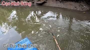Xiệt Cá Con Nước Kém Miền Tây Cá Dữ Thiệt Chứ | Kích Cá Miền Tây | Catch Fish