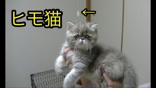 猫　かわいい