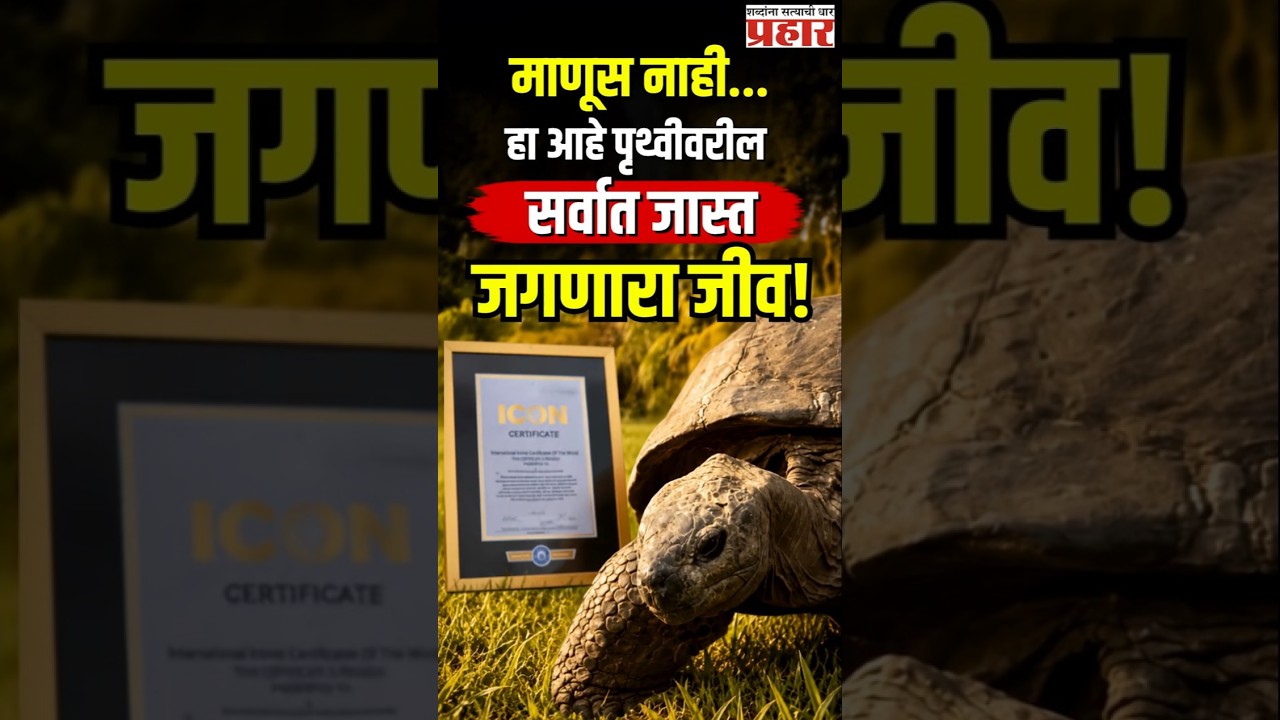 Jonathan: The 194-Year-Old Turtle | १९४ वर्षे जगणाऱ्या 'जोनाथन' कासवाच्या दीर्घायुष्याचे रहस्य काय?
