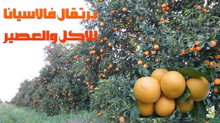 الرائعة فالاسيانا احلى برتقال,اشجار برتقال ممتلئة,دويرة في احسن جردة فالاسيانا زينةvalaciana boaza