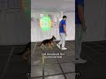 Highly Reactive GSD Pup!