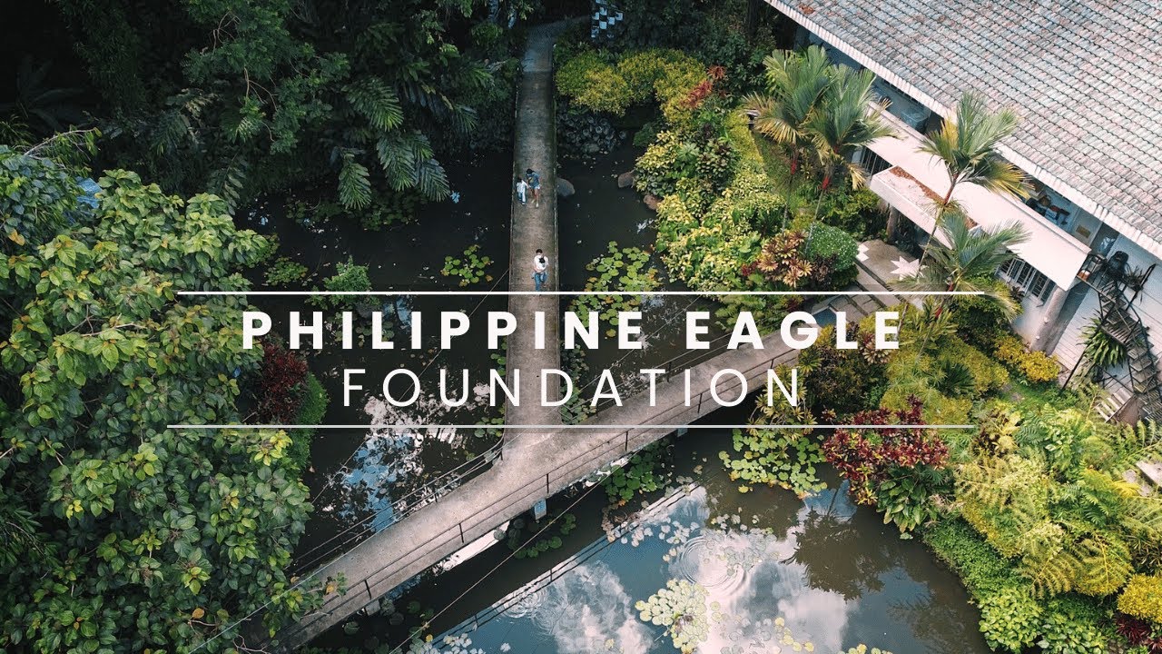Preserving the Philippine Eagle: Inside the Work of the Philippine Eagle Foundation