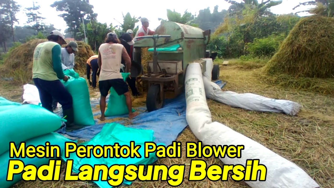 Mesin perontok padi blower hasil langsung bersih