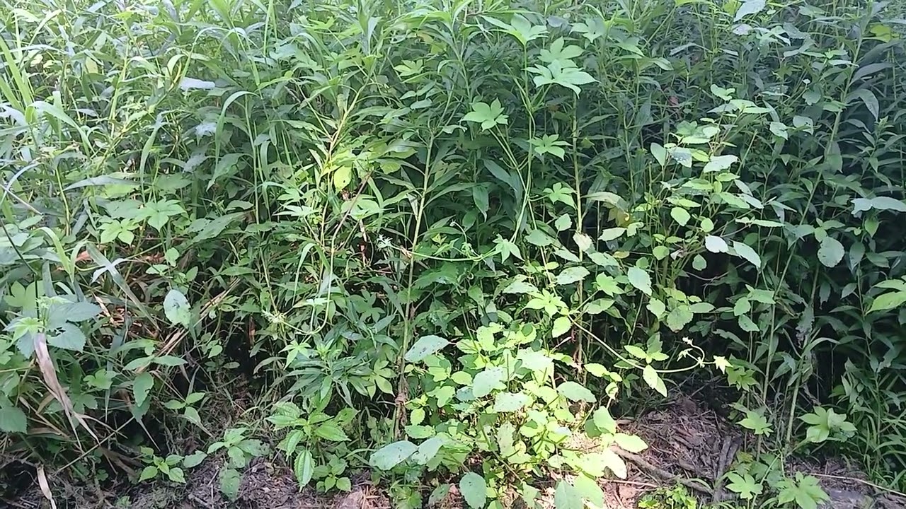 A vine and plants growing at a park in Iowa in Summer.