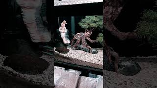 Horror small setup fishtank #fishtank #horror #ornamentalfish #aquarium #tokoikanterdekat