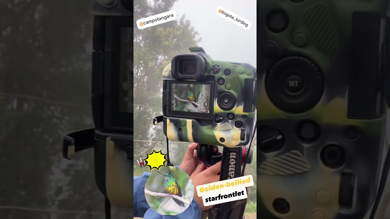 Birding Chicaque by Bogota birding . 