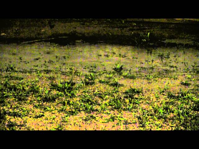 [音フェチ]雨の音 ～[ASMR]rain sounds
