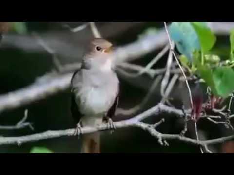 oiseaux hassania