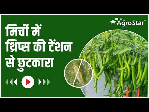 मिर्च की फसल में थ्रिप्स का नियंत्रण!  - मिर्च की फसल में थ्रिप्स का नियंत्रण! 