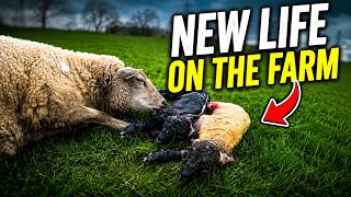 "WE'RE GONNA NEED ROPES!" | LAMBING VLOG 12