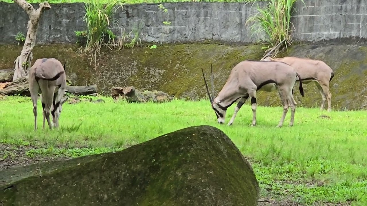 東非劍羚Beisa Oryx/Taipei Zoo 