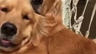 | 9GAG | Golden Retriever swinging together