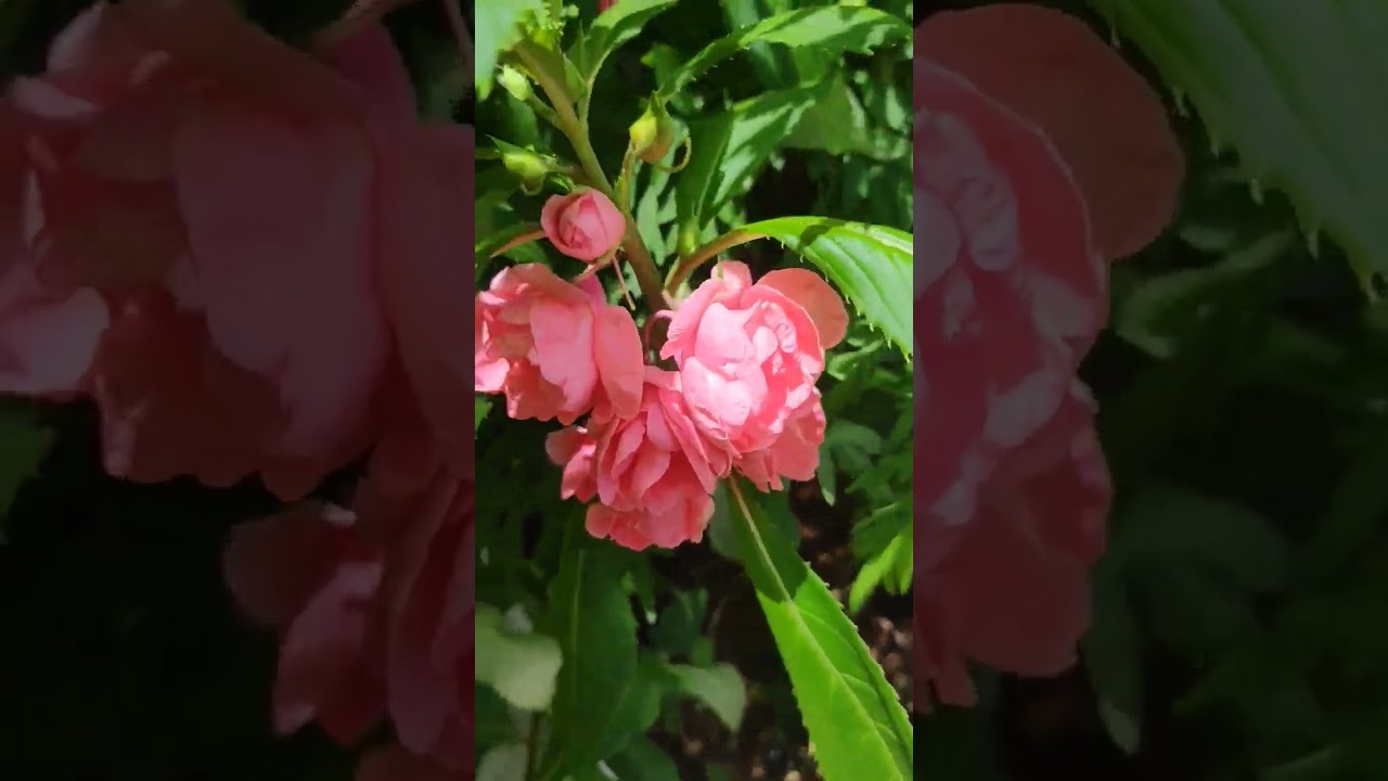 Beautiful Rose Balsam