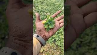 Pistia || Water Lettuce #hyderabad #plants #waterplants