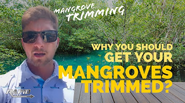 Why you should get your Mangroves Trimmed? | Rapid Permits and Engineering