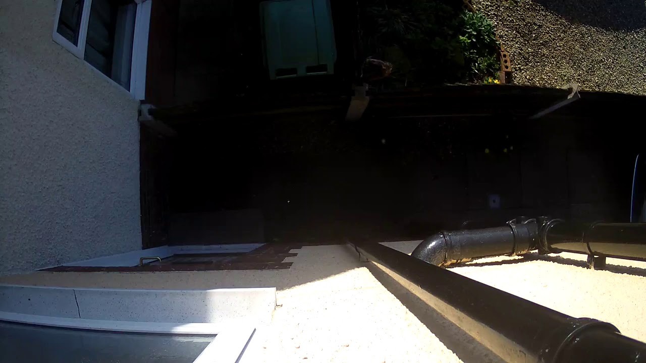 Coop Cam -  Live Stream 24/7