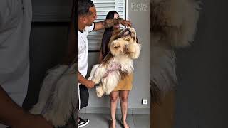 Gigante 😂😂🐶