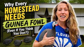 Why Every Homestead Needs Guinea Fowl (Even If You Think You Don’t)