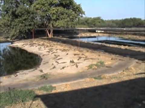 Video: Lacul Kariba, Zimbabwe: Ghidul complet