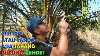 Ciri Ciri Tanda Ada Sarang Burung Cendet Liar di Pohon / Kebun | Cara Mencari Anak Manuk Pentet