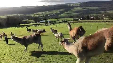 Happy Llamas and Alpacas because it