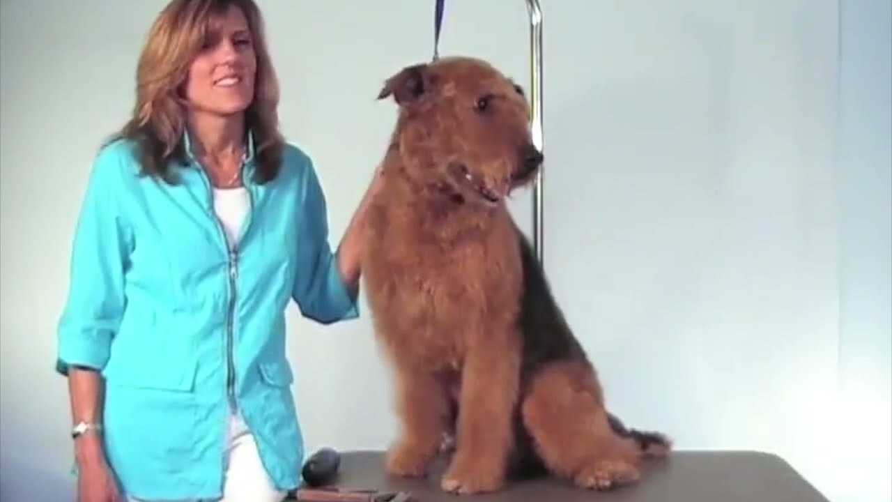 Grooming the Airedale Terrier: Achieving a Handstripped Look with Thinning Shears