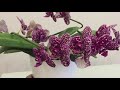 Орхидея Дикий Кот бывает и Бабочка ))) За что мы так любим эту красавицу?)))))