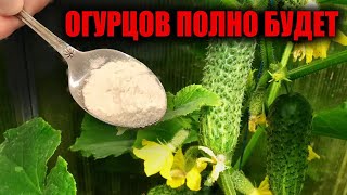 Одна ложка под огурцы и огурцов завались будет! Прут и прут! Огурцы тоннами собираю!