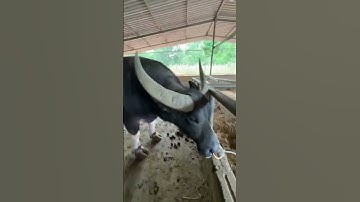 trâu cà to cổ cong #trâu khủng sừng dài