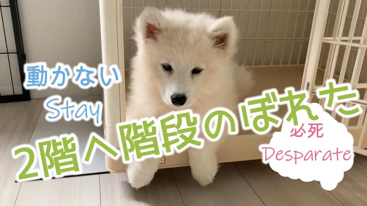 Cc 食欲に勝るものなし Nothing Beats Appetite 11 Week Samoyed Puppy まったりらっきー 生後11週目階段昇る サモエド子犬の訓練 Youtube