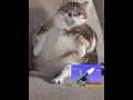 يا عسكرى يا ابو بندقية يا عسكرى يا ابو بندقية