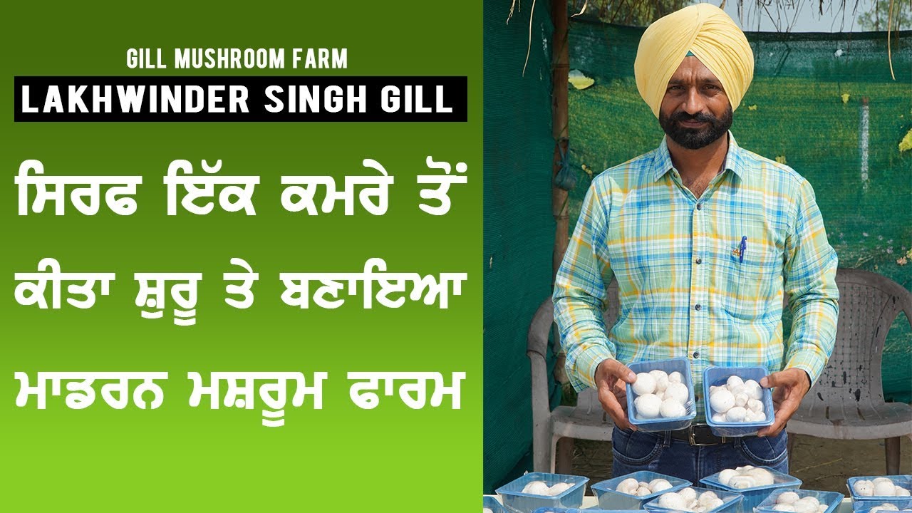 ਸਿੱਖੋ ਖੁੰਬਾਂ ਦੀ ਖੇਤੀ ਵਿੱਚ ਕਾਮਯਾਬੀ ਦਾ ਤਰੀਕਾ I Practical tips for Mushroom Cultivation