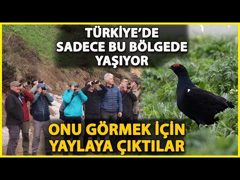 Rize'deki Şenlikte Sabahın İlk Işıklarıyla Dağ Horozu Gözlemlediler