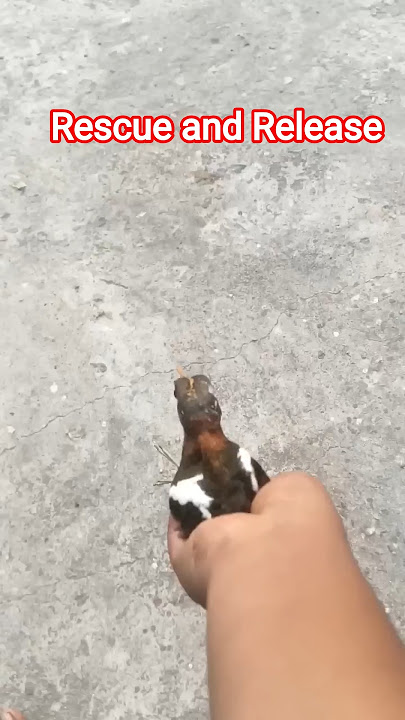 Rescuing and Releasing of Greater Painted Snipe #greaterpaintedsnipe #indianbirds #rescuebirds #bird