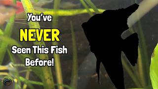 You've NEVER Seen This Fish Before! - Checking Out This Week's New Fish and Featured Animals! 🐠