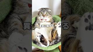 りっちゃんがシャーをしなくなりました･･･ #猫