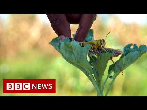Preventing a plague: Fighting Kenya's locusts – BBC News