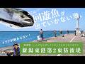 釣り場の実力検証！終わらないナブラ―回遊魚が留まる港！【新潟・新潟東港第2東防波堤】