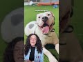 Homeless Pittie Tied To A Bush Plays With Kids For The First Time  | The Dodo