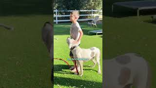 Homeless Pittie Tied To A Bush Plays With Kids For The First Time  | The Dodo