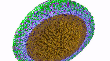 3-D PhysiCell simulation of a hanging drop spheroid - deterministic necrosis model