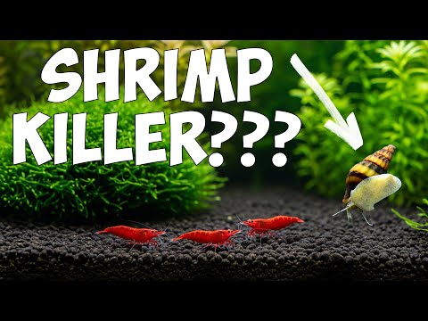 Do Assassin Snails Really Eat Shrimp? 🦐