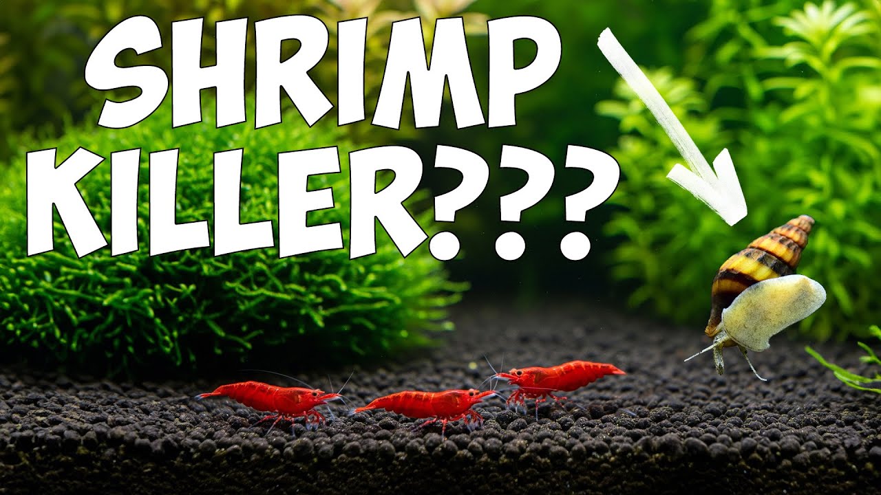 Do Assassin Snails Really Eat Shrimp? 🦐