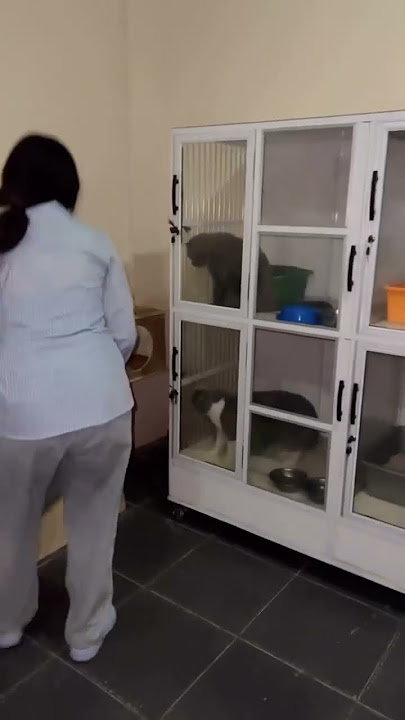 Family Atazen : Hanya Kucing ini yang tidak dilepas untuk di adop #animals #kucing #shorts #viral
