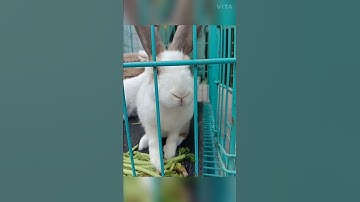 bunny nose in slomo 👃 in 5sec video